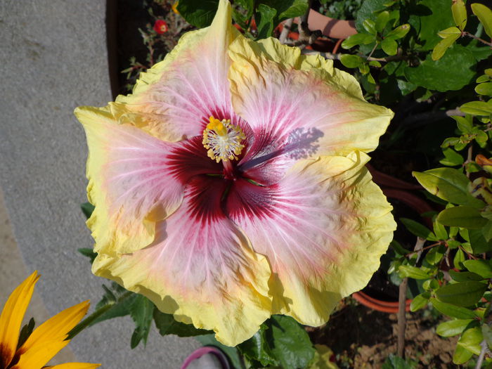 DSC09495 - A-HIBISCUS 2015-1