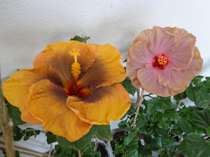 DSC09570 - A-HIBISCUS 2015-1