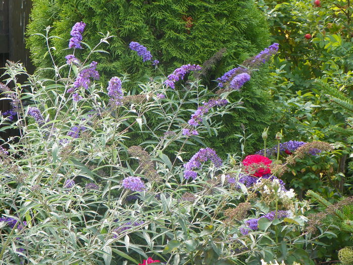 buddleja Blue Empire