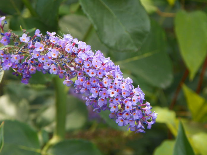 buddleja Blue Empire - Copacei si arbusti 2015