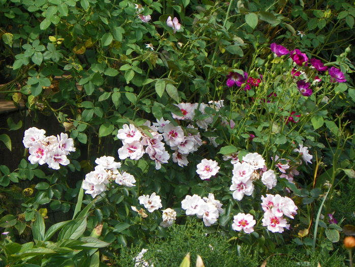 16 aug 078