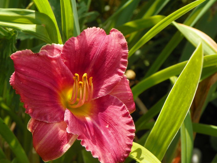 Rosy Returns - Hemerocallis 2015