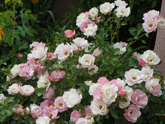 Sommerwind - Trandafiri 2015 - 3