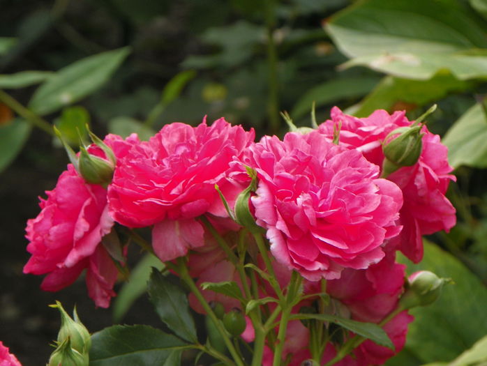 Rosarium Uetersen - Trandafiri 2015 - 3