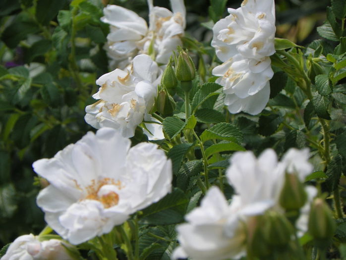 White Roadrunner - Trandafiri 2015 - 3