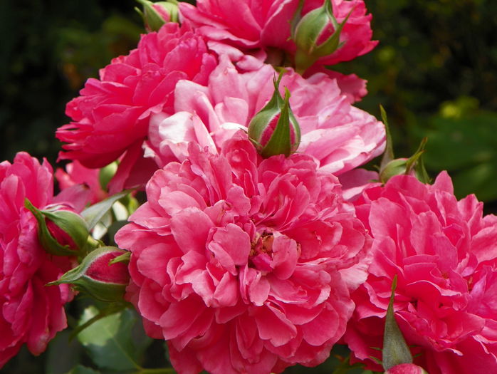 Rosarium Uetersen - Trandafiri 2015 - 3