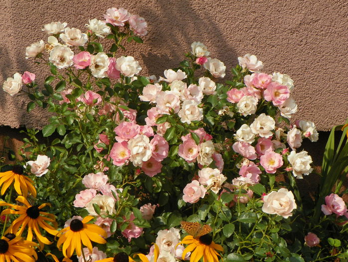 Sommerwind - Trandafiri 2015 - 3