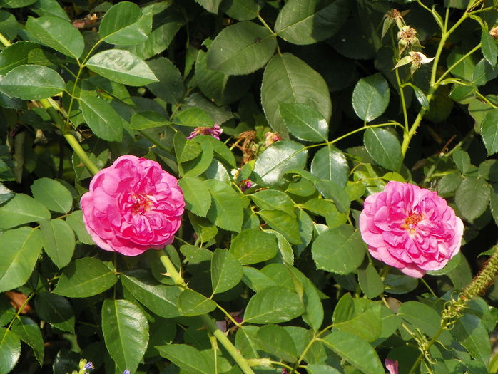 Gertrude Jekyll - Trandafiri 2015 - 3