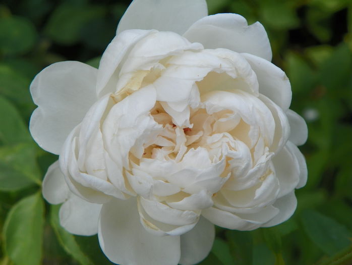 Glamis Castle - ceva mai bine - Trandafiri 2015 - 3