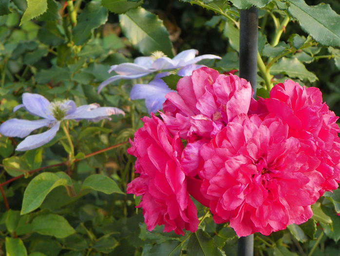 Rosarium Uetersen - Trandafiri 2015 - 3