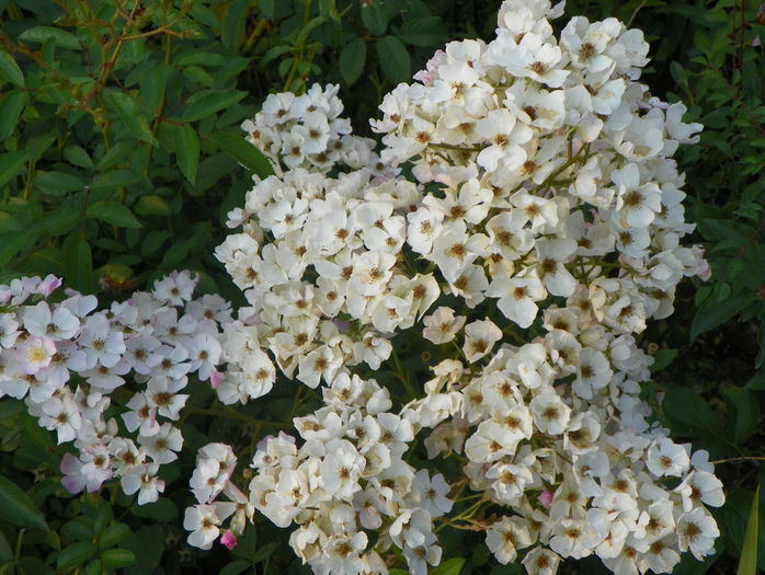 Ballerina - Trandafiri 2015 - 3