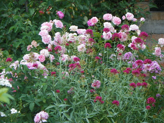 The Faun - Trandafiri 2015 - 3