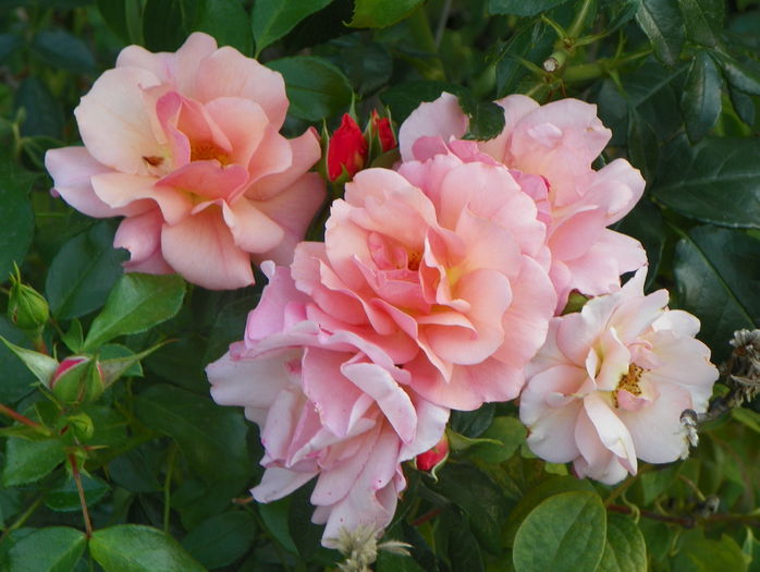 Aprikola - Trandafiri 2015 - 3