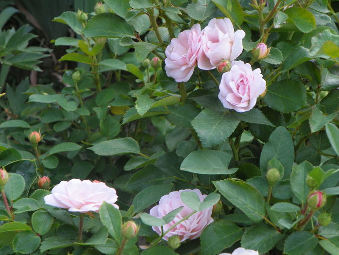 Bordure Nacree - Trandafiri 2015 - 3