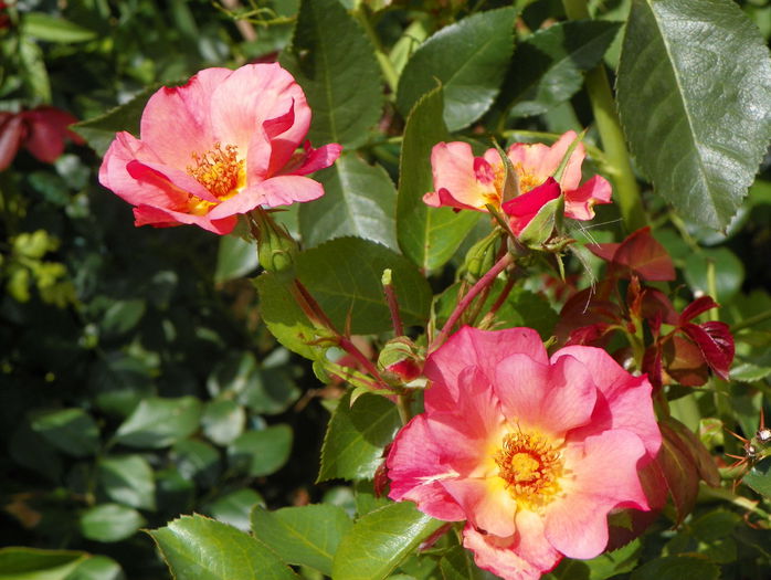 Pretty Sunrise - Trandafiri 2015 - 3