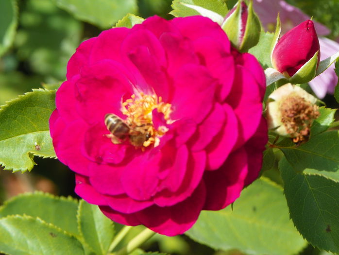 Ebb Tide - Trandafiri 2015 - 3