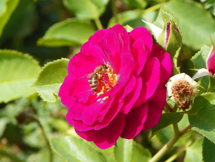 Ebb Tide - Trandafiri 2015 - 3