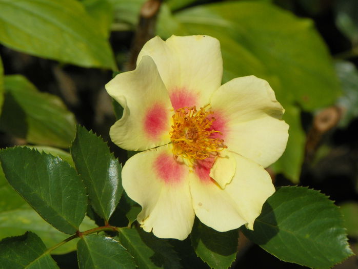 Bulls eye - Trandafiri 2015 - 3