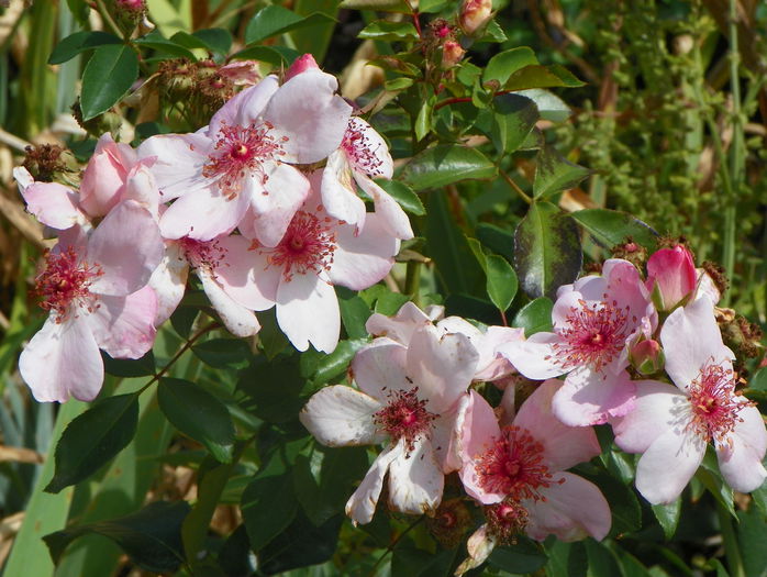 Astronomia - Trandafiri 2015 - 3