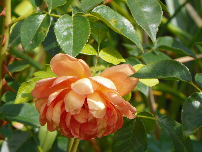 Pat Austin - Trandafiri 2015 - 3