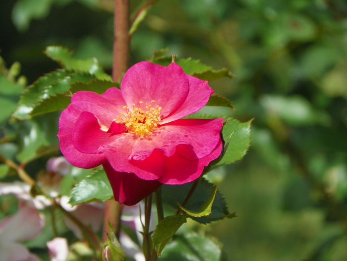 Wild Rover - Trandafiri 2015 - 3