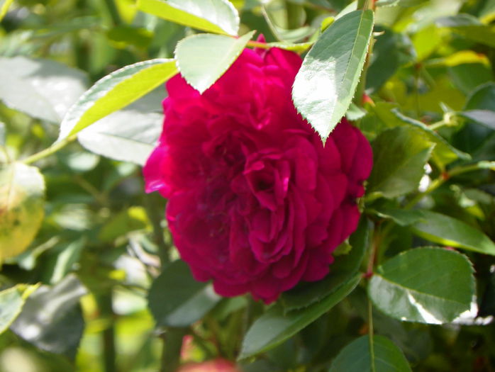 Munstead Wood - Trandafiri 2015 - 3