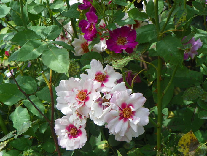 Chewdelight si Route 66 - Trandafiri 2015 - 3