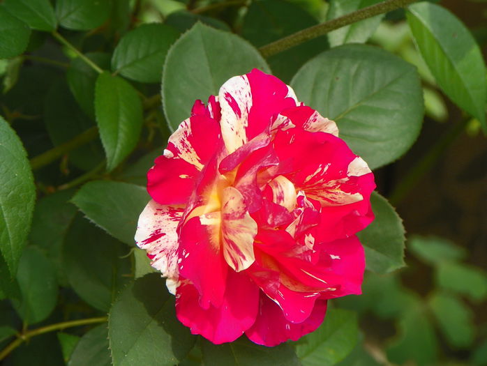 Candy Land - Trandafiri 2015 - 3