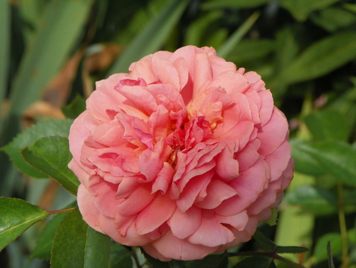 Chippendale - Trandafiri 2015 - 3