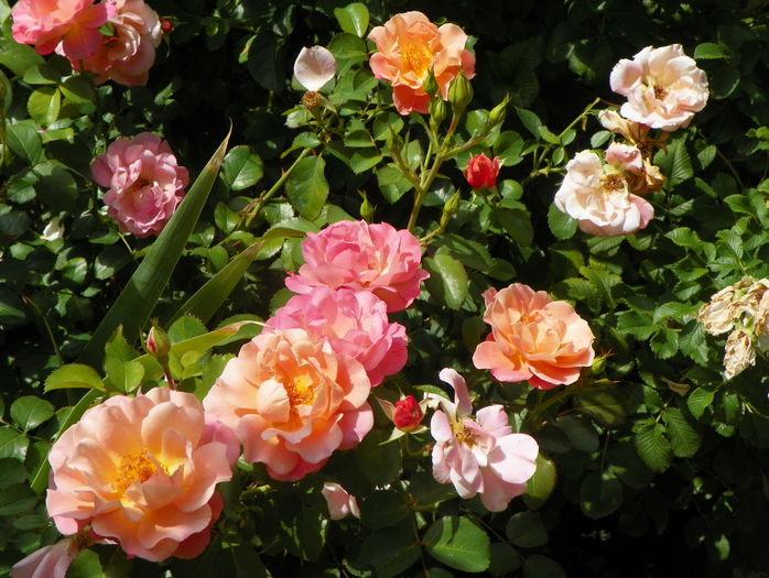 Cubana - Trandafiri 2015 - 3