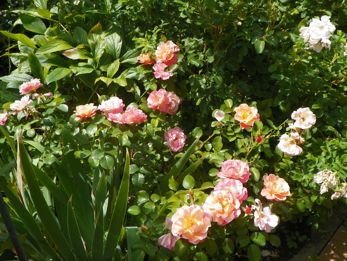 Cubana - Trandafiri 2015 - 3