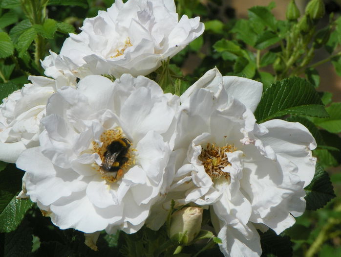 White Roadrunner - Trandafiri 2015 - 3