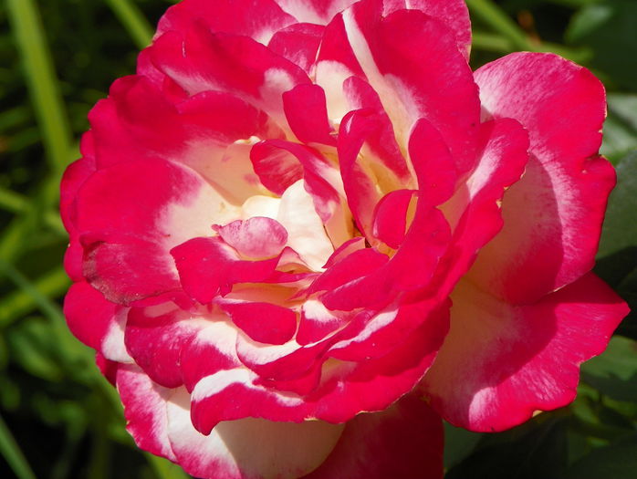 Double Delight - Trandafiri 2015 - 3