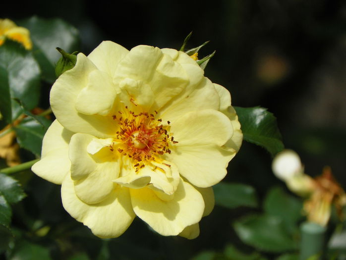 Gelber Engel - Trandafiri 2015 - 3