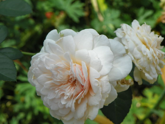 Sombreuil - Trandafiri 2015 - 3