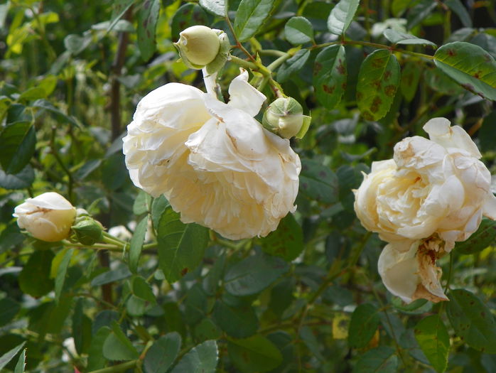 Perpetually yours - Trandafiri 2015 - 3