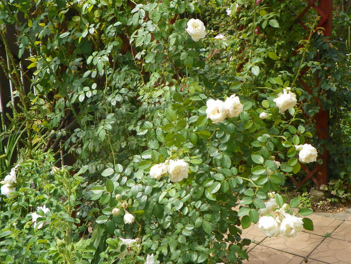 Perpetually yours - Trandafiri 2015 - 3