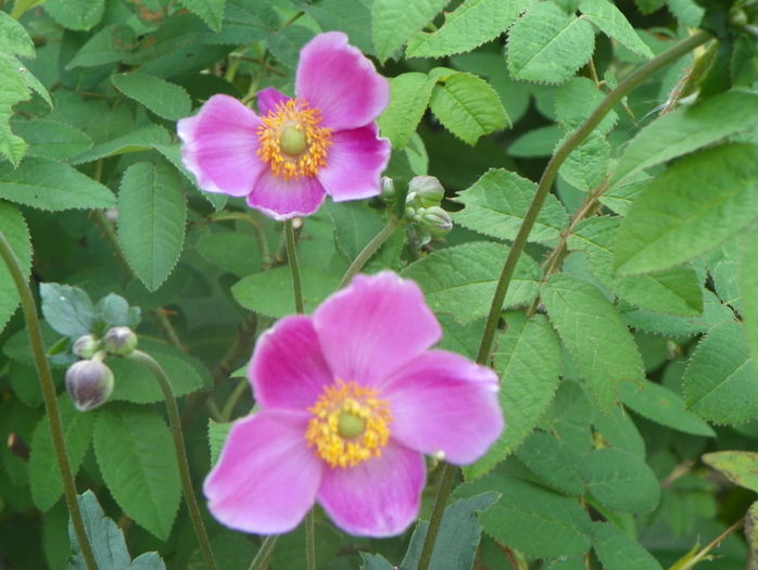 anemone Praecox - Vara 2015