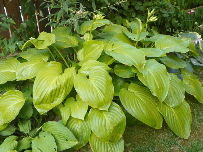 hosta plantaginea - Vara 2015