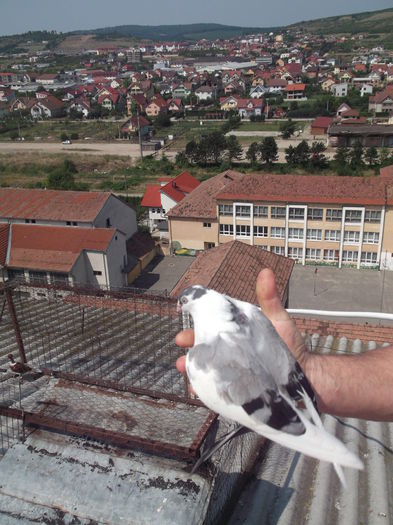 GATA DE START SPRE CASA - PORUMBEI ESUATI