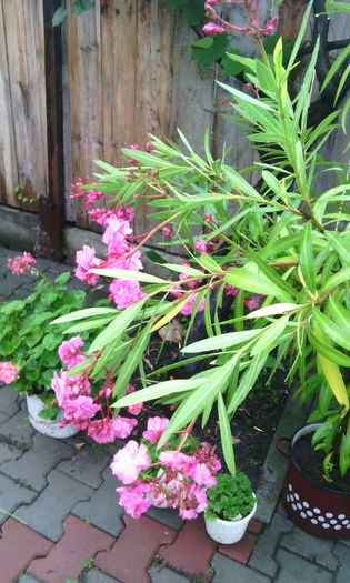 IMG_20150817_182244[1]