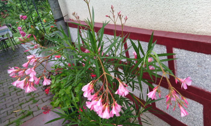 IMG_20150817_182418[1] - LEANDRII