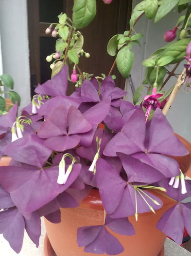 Oxalis - Vara 2015