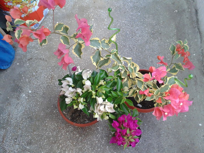 2015-08-18 18.24.45 - Bougainvillea