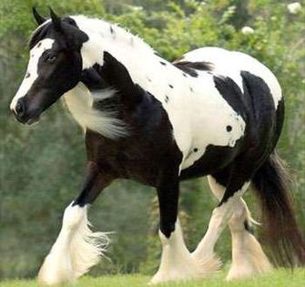 gypsy_vanner_a - Gypsy vennre