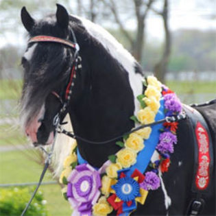 gypsy-cob - Gypsy vennre