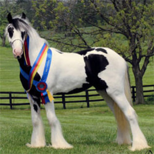 gypsy-horse-mare