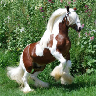 gypsy-horse-stallion - Gypsy vennre