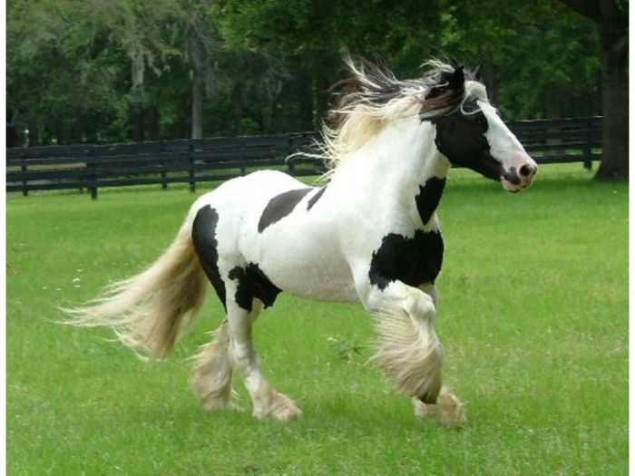 gypsy-vanner-640