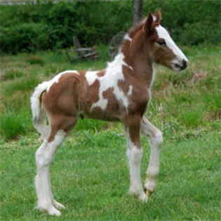 gypsy-vanner-horse-foal - Gypsy vennre